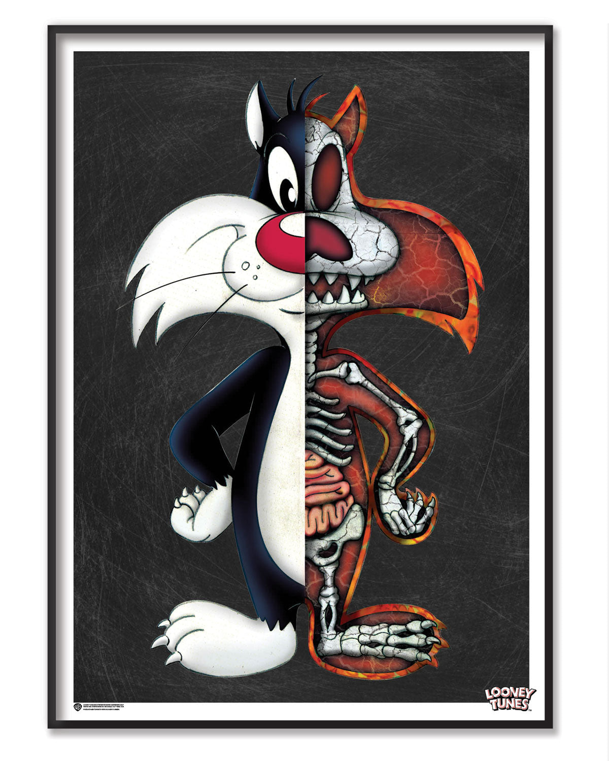 The Anatomy Of Sylvester Poster – Poster